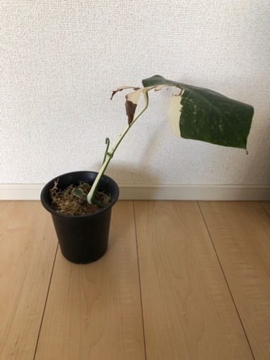 《話し合い中》観葉植物