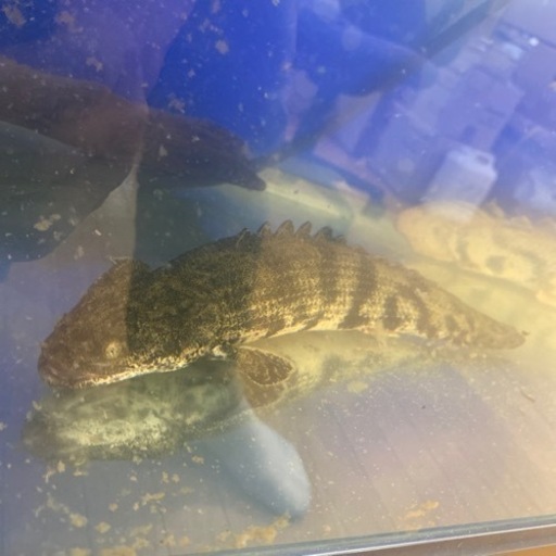 古代魚ポリプ