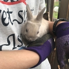 仔ウサギの里親募集しています。(現在５名の方からお問い合わせ頂い...