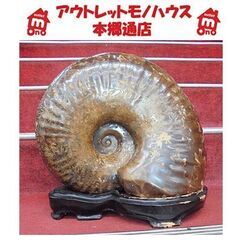 アンモナイトの中古が安い!激安で譲ります・無料であげます