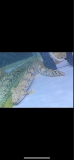 熱帯魚☆エンドリ、ラプラディ☆計6本、最終値下げ