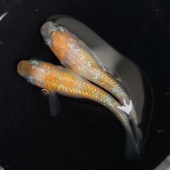 高級メダカ 現物 【王華 若魚】１ペア