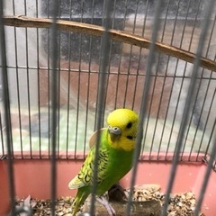 インコ　