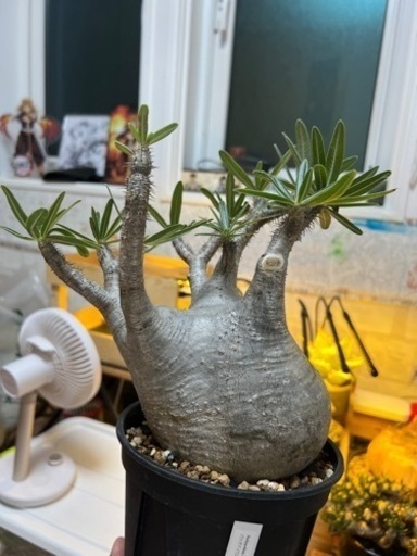 パキボディウムグラキリス 塊根植物 観葉植物 レア植物