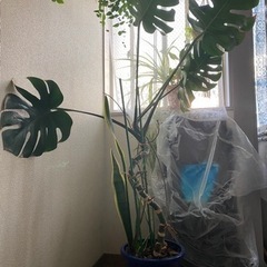 <観葉植物>モンステラ&サンスベリア