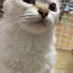 目が青可愛い猫ちゃん(⌒▽⌒)