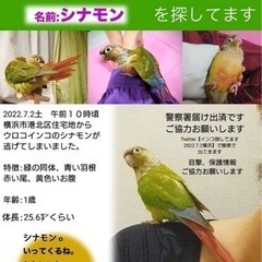 迷子インコ探してます。