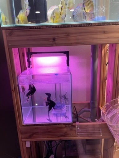 オーバーフロー水槽セット(値下げ) | mb-v-gmbh.de