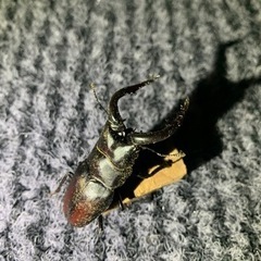 天然採取　クワガタ　カブトムシ