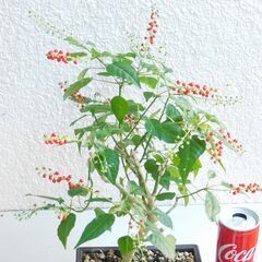 盆栽ジュジュサンゴ