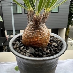 パキポディウムグラキリス　多肉植物　アガベ　観葉植物