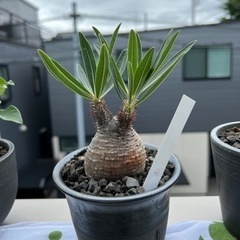 パキポディウムグラキリス　多肉植物　アガベ　観葉植物