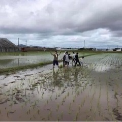 堤さん無農薬栽培古代米手植え体験会