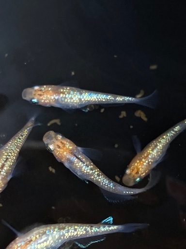 めだか（ラメ王選別個体）2ペア＋1匹…メダカ めだか（ラメ王選別個体）2ペア＋1匹…メダカ