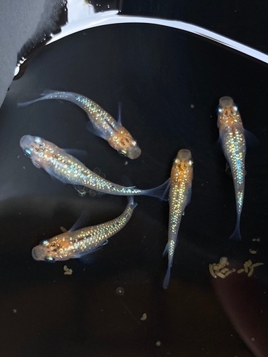 めだか（ラメ王選別個体）2ペア＋1匹…メダカ