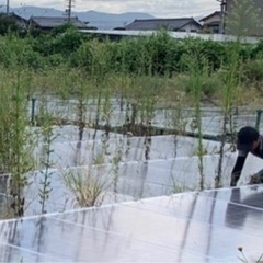 太陽光発電所草刈り(鎌での手作業)徳島県吉野川市 - 吉野川市