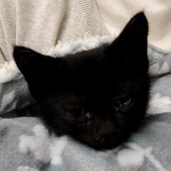 ☆約2ヶ月　男の子　黒猫（若干トラ🐯）
