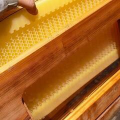 養蜂箱 蜂蜜 フローハイヴ
