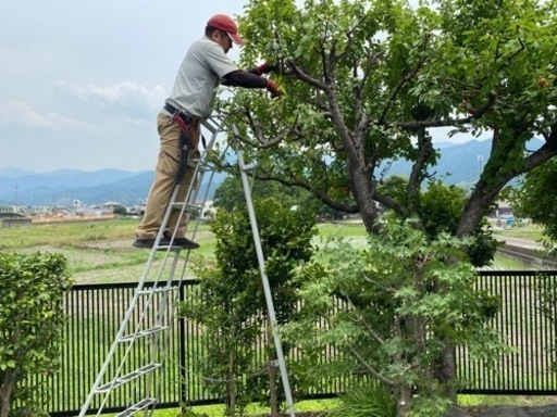 愛媛県松山市の庭師】広いお庭、高所作業、害虫でお困りの方へ、剪定