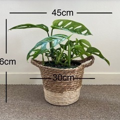 観葉植物　カゴ付き　スイスチーズ　