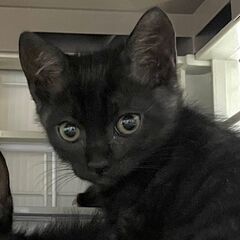 黒色子猫、2ヶ月、姉妹です