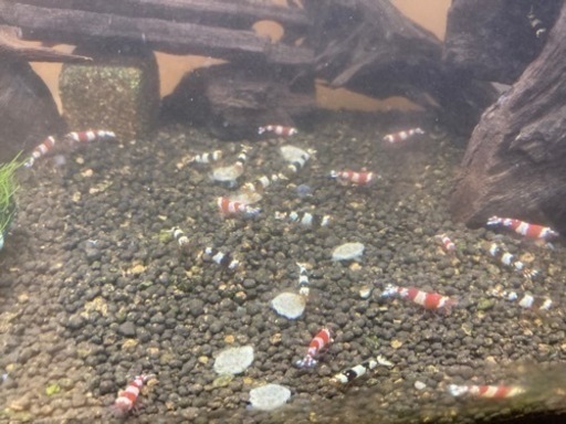 アクアリウム水槽 備品セット（シュリンプ生体付き）