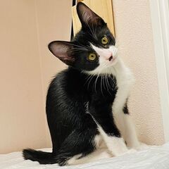 多頭飼育現場よりレスキューした子猫