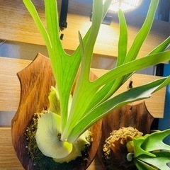 ビカクシダ　コウモリラン　ビーチー　観葉植物