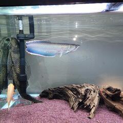 ブラックアロワナ約35cm