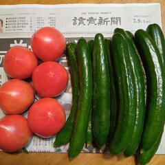 夏野菜セット　2022/7/9　AM6時収穫