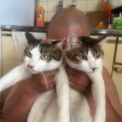 姉妹愛の強い甘えん坊猫２匹