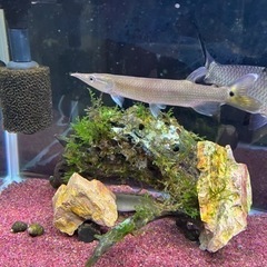熱帯魚ブラントノーズガー±14cm