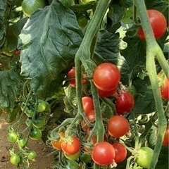 採りたて中玉トマト