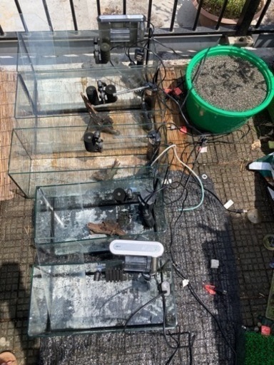 グッピー グラミー テトラ 水槽セット