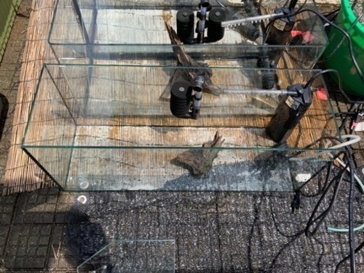 グッピー グラミー テトラ 水槽セット