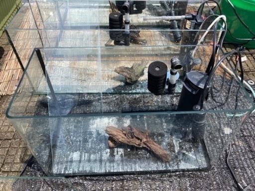 グッピー　グラミー　テトラ　水槽セット グッピー グラミー テトラ 水槽セット