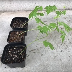 【植物】風船かずら、おじぎ草、キャットニップ