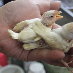 6月13日から順次孵化した白文鳥のひな4羽の里親さん募集です。