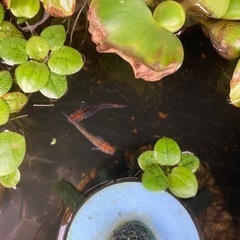 オーロラ黄色ラメ　メダカ稚魚