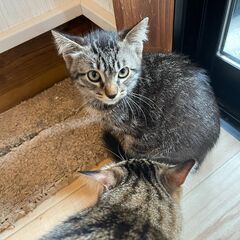 ミミズクみたいなキジトラ子猫の兄妹💓ツンツン王子🥰「キララ」くん💓 - 猫