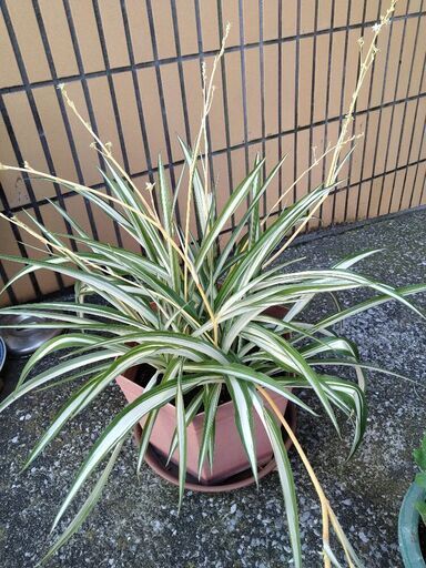 折り鶴ランオリズルランナカフオリヅルラン 高さ６０ｃｍ 六角形の洒落た鉢 つるは約１０本白い花も咲き始めました掲載noa とくさん ときわ台のその他の中古あげます 譲ります ジモティーで不用品の処分