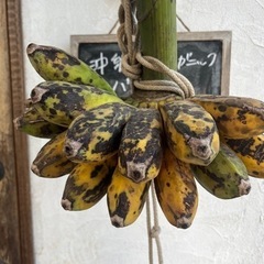 【ネット決済】沖縄産　オーガニックアップルバナナ