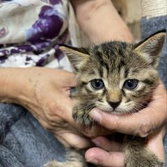 かわいい子猫の里親さんを探しています❀