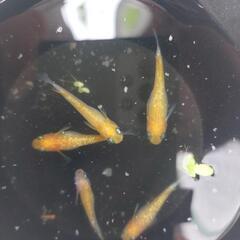 (お買い得)人気メダカ　黄桜成魚5匹セット