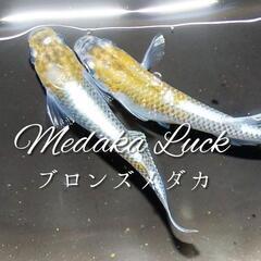 （値下げ）メダカ稚魚7種50匹セット　ブロンズ、深海、緑光、紅ほ...