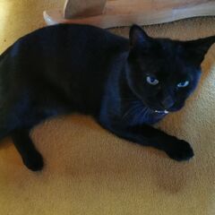 黒猫をもらってください - 新発田市