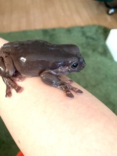 仮決定)45×60cmケージ＋カエル2匹