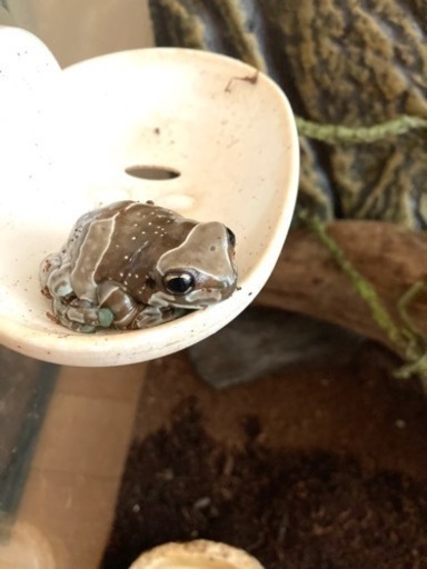 仮決定)45×60cmケージ＋カエル2匹 仮決定)45×60cmケージ＋カエル2匹