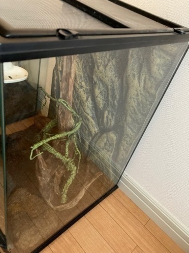 仮決定)45×60cmケージ＋カエル2匹 仮決定)45×60cmケージ＋カエル2匹