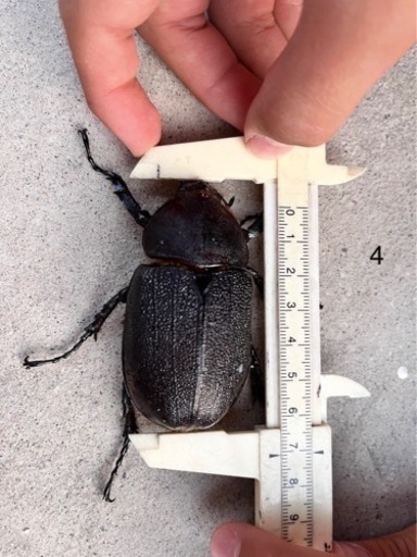 ペア/ヘラクレスオオカブト＊かっこよくて活発な子です